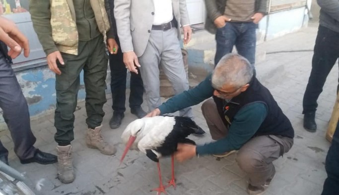 Yaralı olarak bulunan leylek tedavi altına alındı