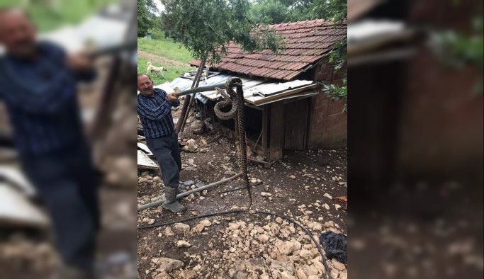 Kümesten 2,5 metrelik yılan çıktı
