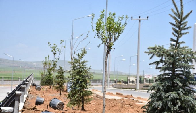 Tatvan’da 250 ağaç toprakla buluştu
