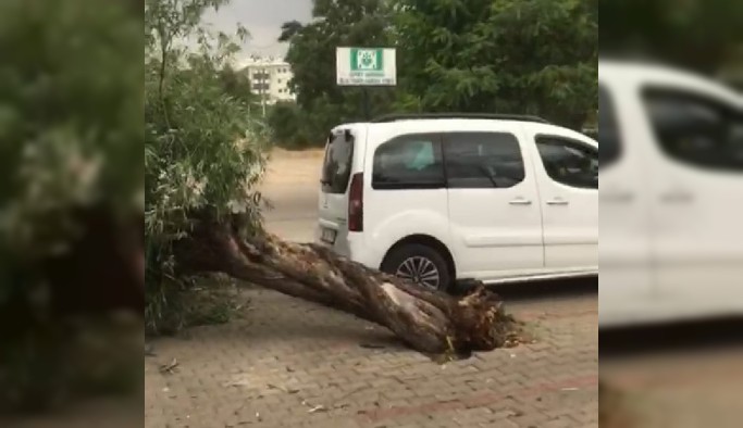 Bingöl’de rüzgar, ağaçları devirdi