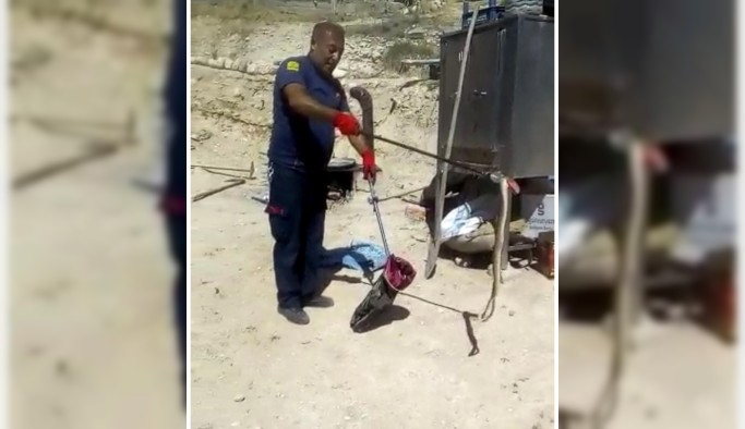 Ereğli’de görülen yılan korkuya neden oldu