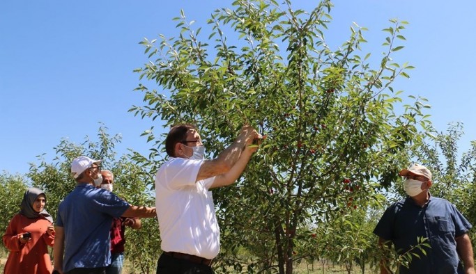 Erzincan’da sanayi meyveciliğine yatırımlar sürüyor