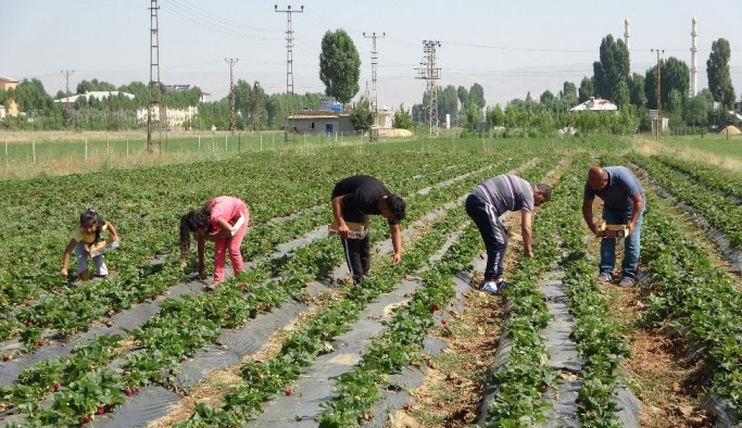 Muş’ta devlet destekli çilek bahçelerinde hasat zamanı