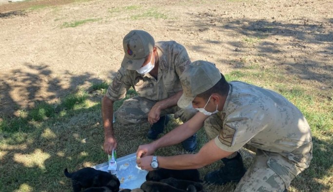 Anneleri ölen yavru köpeklere asker sahip çıktı