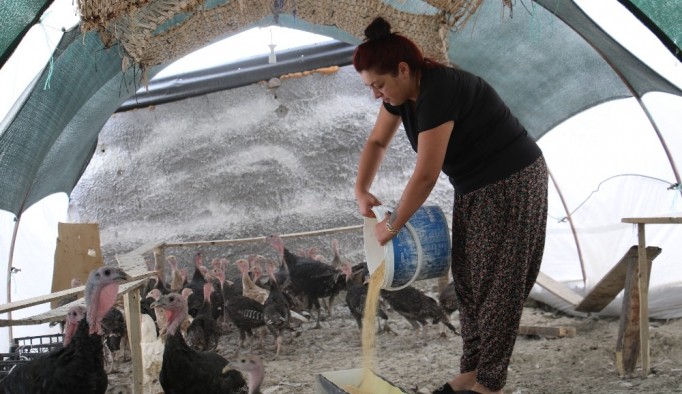 Kendi çiftliğini kurdu, bir yılda 200 bin adet tavuk ve hindi satışı yaptı
