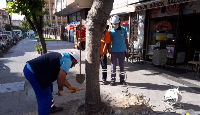 Köklerine beton dökülen ağaçlar tedavi ediliyor