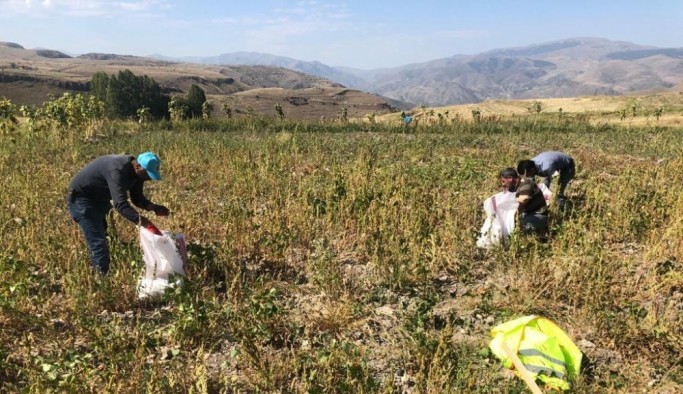 Şenkaya Belediyesi üniversite öğrencileri için patates ekti