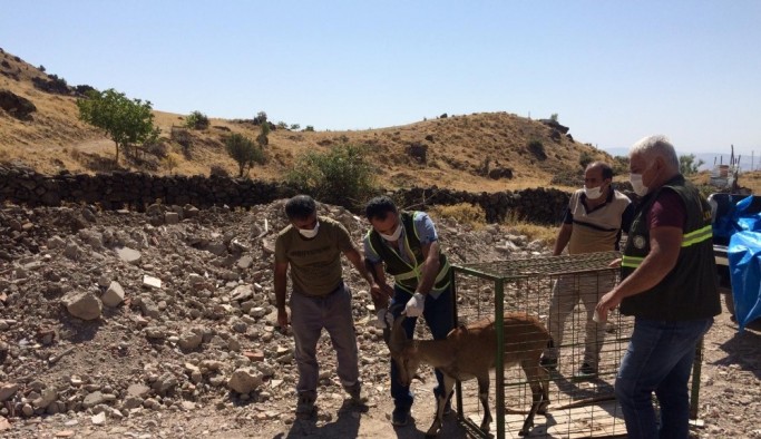 Tedavisi tamamlanan yaban keçisi, doğal ortamına bırakıldı