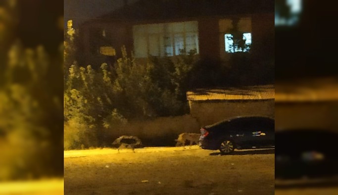 Yağmur suyu tahliye borusuna sıkışan 2 köpekr kurtarıldı