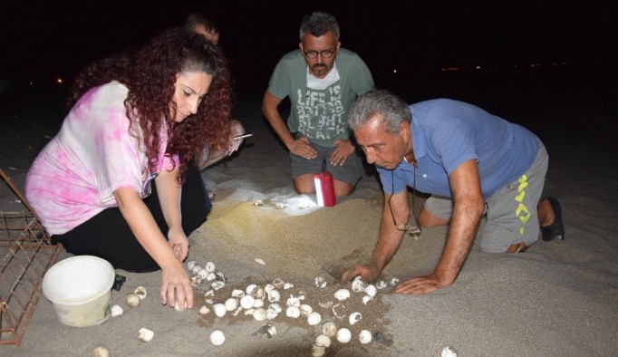 Yılın son caretta yavruları denizle buluştu