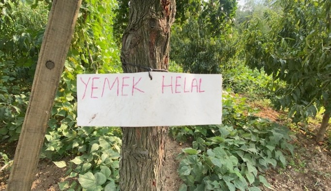 Yoldan geçen durup meyve koparıyor