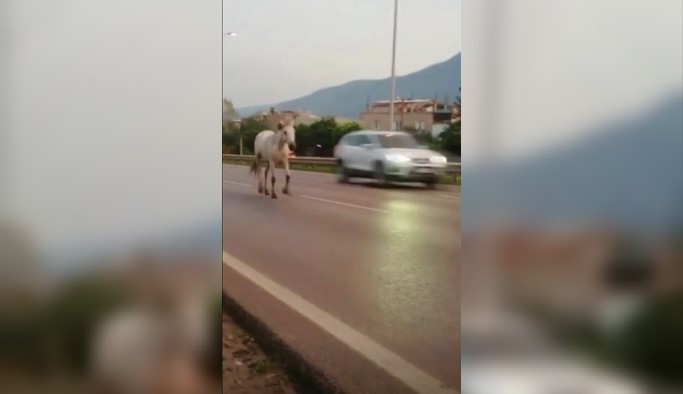 Bursa caddeleri hayvanat bahçesine döndü