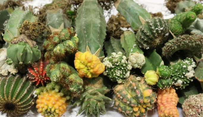Esendere Gümrük Kapısında 113 kilogram uyuşturucu ele geçirildi