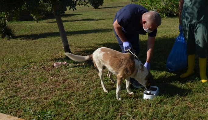 Kepez Belediyesi, yemek atıklarından organek kedi ve köpek maması üretti