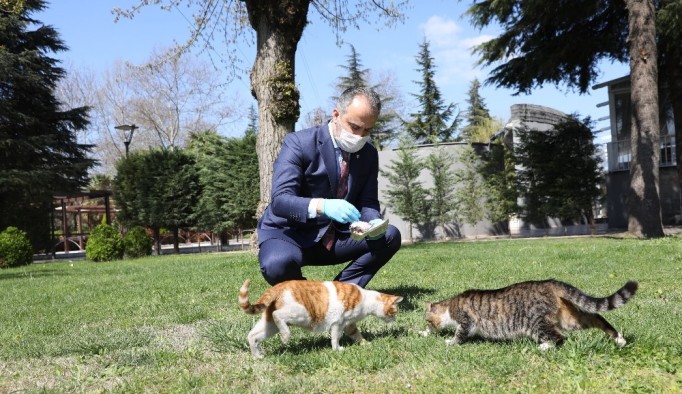 Bursa'da sokak hayvanlarına 62 ton mama