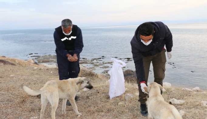 Erciş Belediyesi sokak hayvanlarını unutmadı