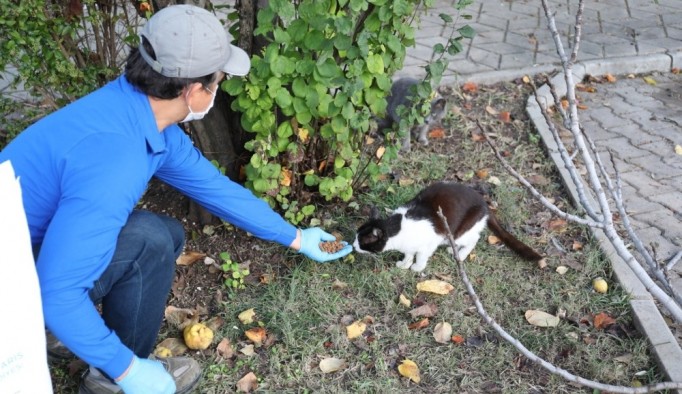 Marmaris Belediyesi sokak hayvanlarını unutmadı