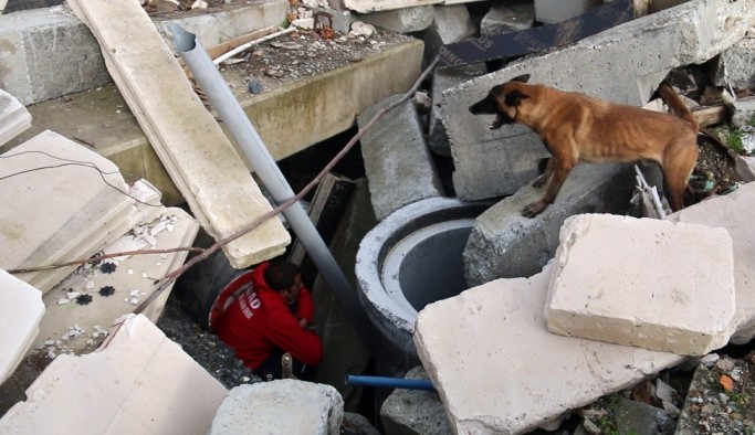 (Özel) AFAD'ın sınavını geçen köpekler afetlerde görev alıyor