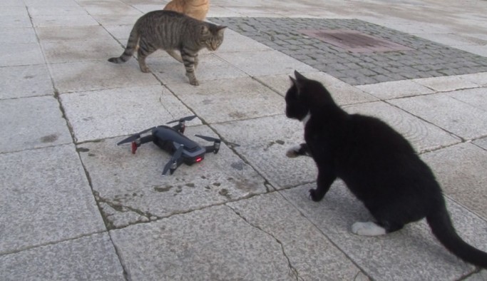 (Özel) Kedilerin 'drone' a saldırısı renkli görüntülere sahne oldu
