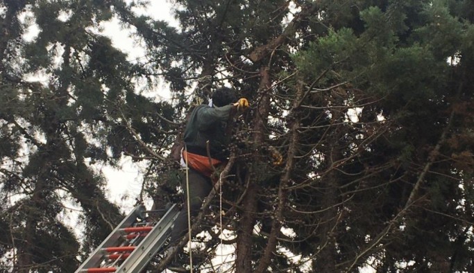 Silivri'de ağaç budamaya çıkan işçi elektrik akımına kapıldı