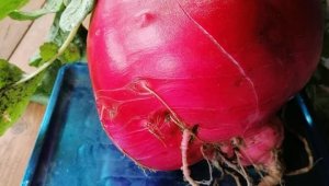 6,5 kiloluk turp şaşırttı