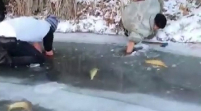 Buz tutan nehirde elleriyle balık avladılar