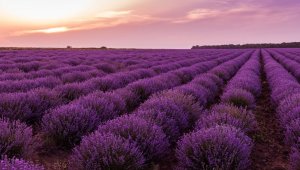 Çat'ta lavanta üretimi için protokol imzalandı