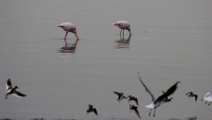 Flamingolar İzmit Körfezi'ni mesken tuttu