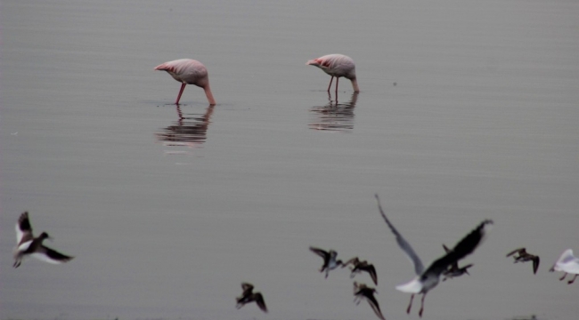 Flamingolar İzmit Körfezi'ni mesken tuttu