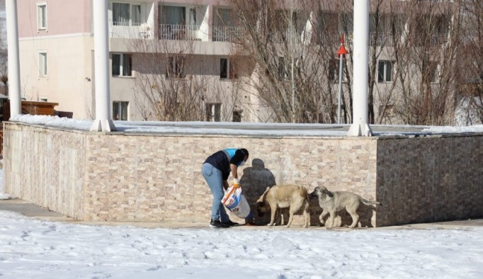 Gürpınar Belediyesi sokak hayvanlarını unutmadı