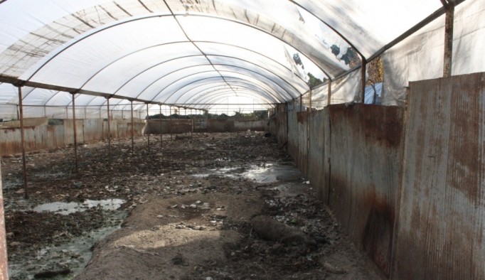 Kaldırılan domuz çiftliğinin atıkları mikrop saçıyor