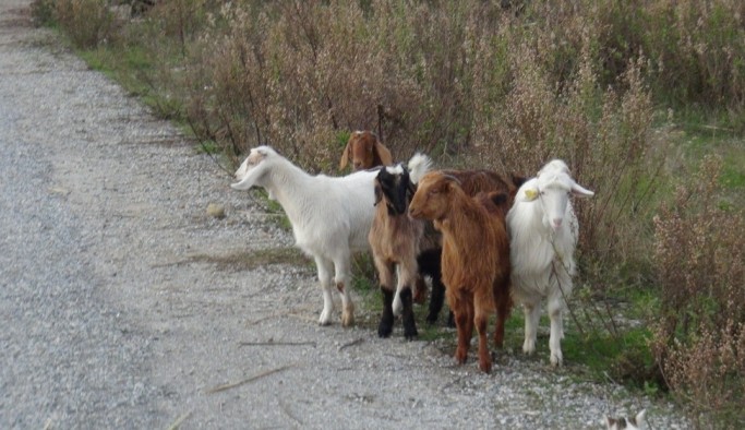 Manavgat'ta kayıp keçileri jandarma buldu