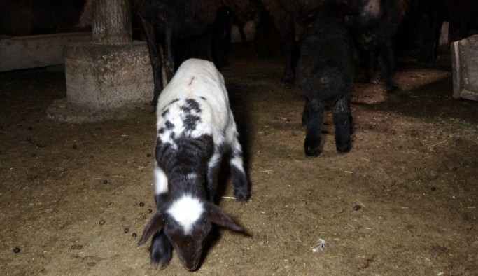 Muş'ta 650 bin koyun ve keçiden 500 bin yavru bekleniyor