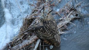 Oltu Çayındaki Puhu kuşuna kargalar saldırdı