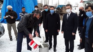 Olur'da sütler kapılardan toplanmaya başladı