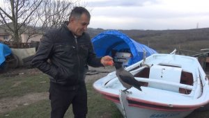 Otomobille gezen karga görenleri şaşırtıyor