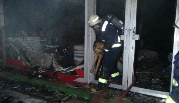 Sahibini kurtarmak için yanan işyerine giren köpek sahibiyle buluştu