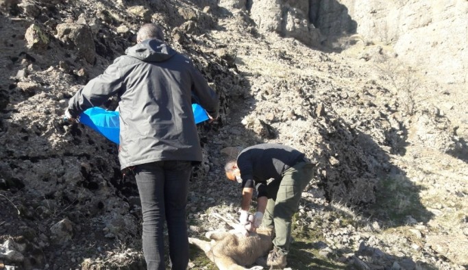 Tunceli'de 8 yaban keçisi telef oldu, inceleme başlatıldı