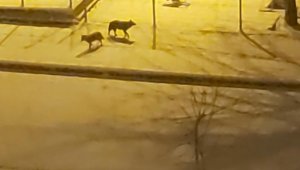 Aç kalan kurtlar şehre indi