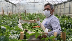 Ata tohumlarından hasat başladı