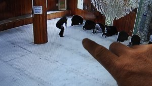 Camiden telefon çalan şerefsiz tam bir suç makinesi çıktı