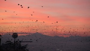 Erzurum'da kargaların günbatımıyla dansı eşsiz görüntüler ortaya çıkarttı