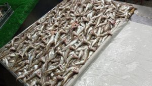 Hamsi yasağı kalktı ama tezgahlar boş kaldı