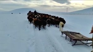 Karlı yollarda küçükbaş hayvanların zorlu yolculuğu