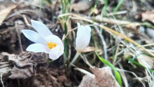 Karnavas köyünde kardelenler açmaya başladı