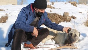 Kazlarını yiyen 2 köpeği av tüfeğiyle vurdu