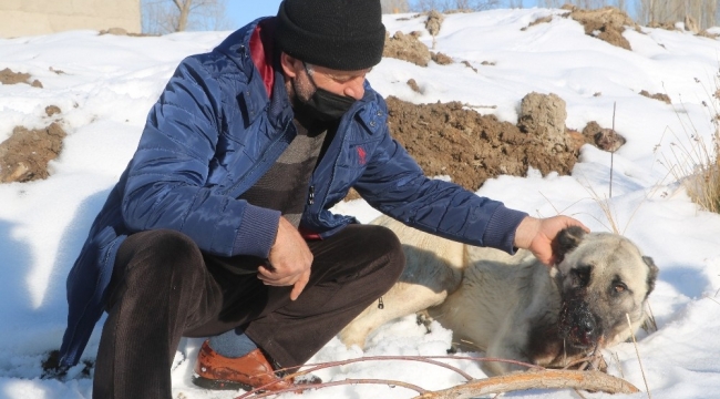 Kazlarını yiyen 2 köpeği av tüfeğiyle vurdu