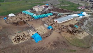 Kuzuların Sesliliği