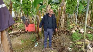 Üreticiden 5 TL'ye alınan muz pazarda 10 TL'ye satılıyor