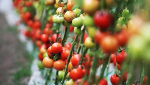 2021 Şubat ayı meyvede rekor ayı oldu